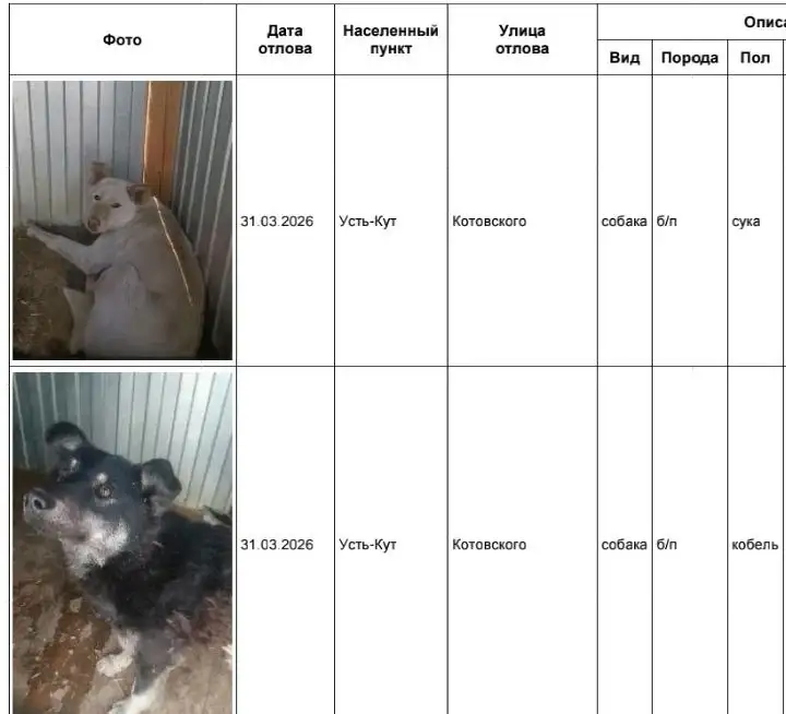 Отловленные собаки в приюте Усть-Кут и Янталь - Собаки (Животные) в Усть-Кут