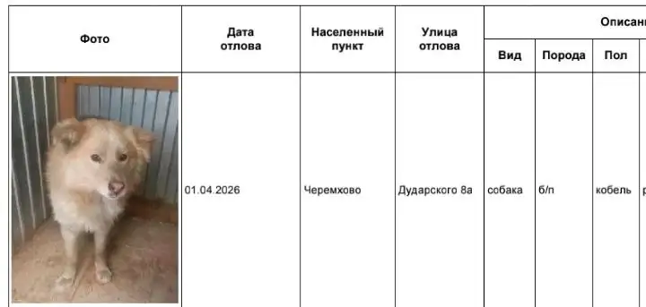 Отловленные собаки в приюте Черемхово - Собаки (Животные) в Черемхово