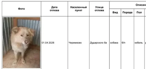Отловленные собаки в приюте Черемхово - Животные в Черемхово