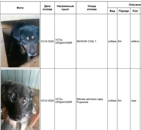 Отлов собак в Усть-Ордынском - Животные в Усолье