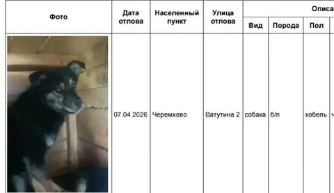 Найдены собаки в приюте Усолья - Животные в Черемхово