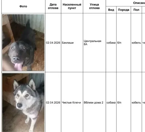 БАКЛАШИ ЧИСТЫЕ КЛЮЧИ - собаки в приюте Усолье - Животные в Усолье