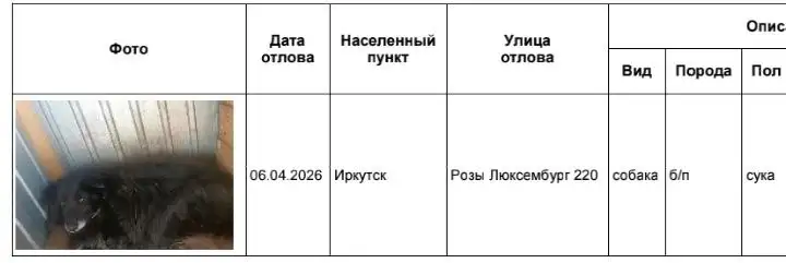 Потерянные собаки в приюте Иркутск - Собаки (Животные) в Иркутск