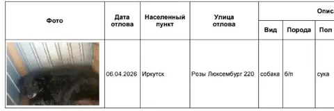 Потерянные собаки в приюте Иркутск - Поиск/Передержка в Иркутск