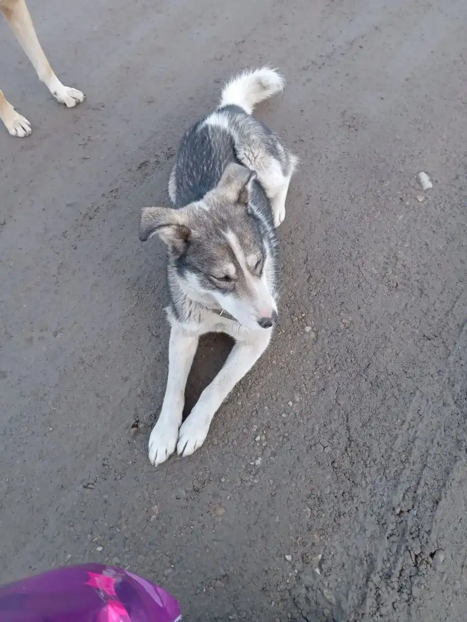 Потерянная собака в Иркутске - Собаки (Животные) в Иркутск