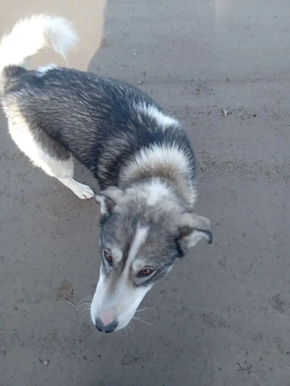 Потерянная собака в Иркутске - Собаки (Животные) в Иркутск