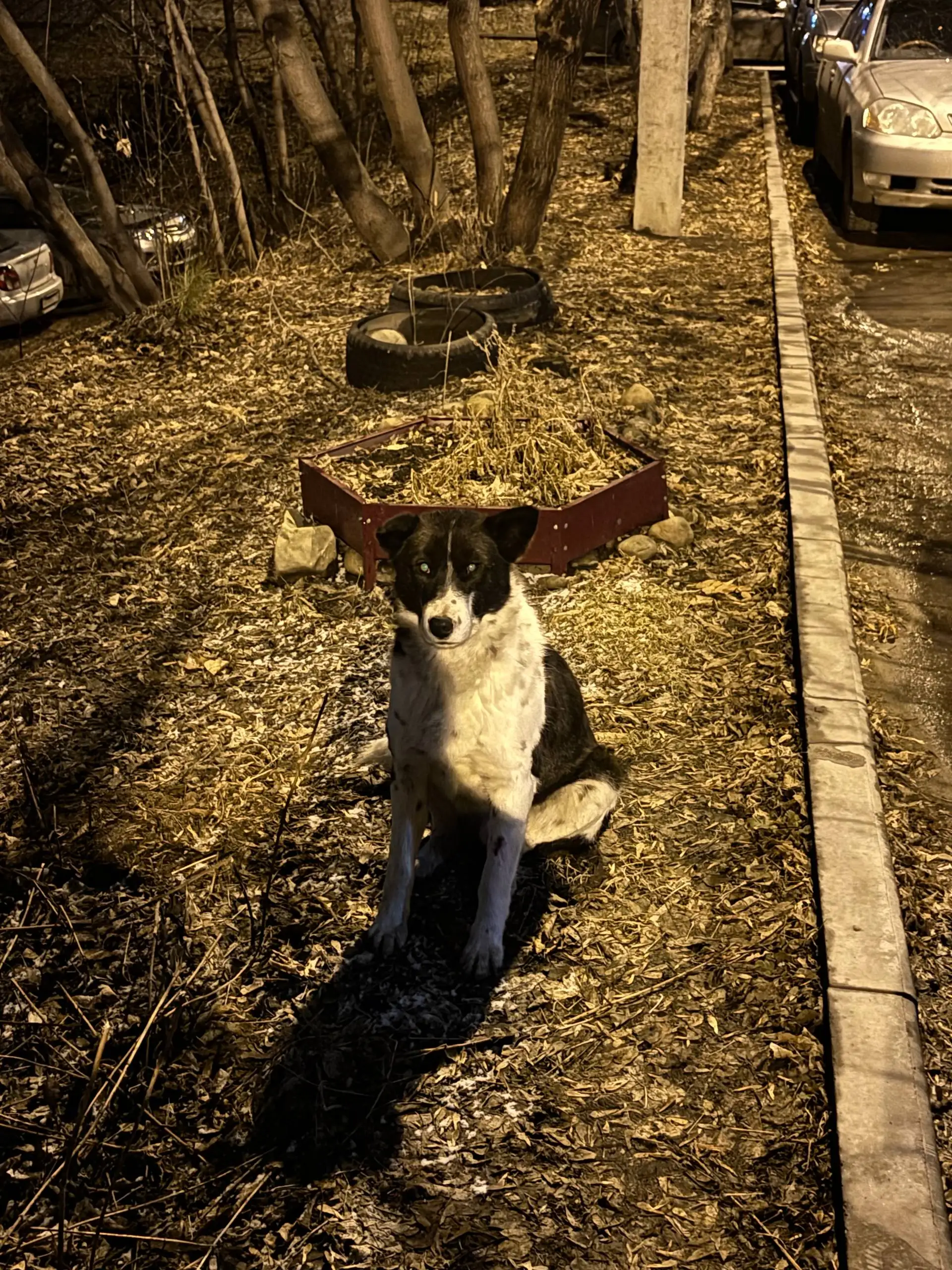 Потерянная собака в Иркутске - Собаки (Животные) в Иркутск