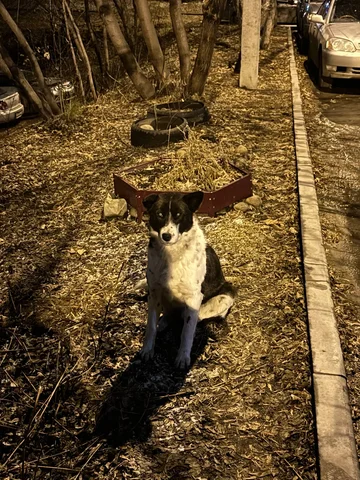 Потерянная собака в Иркутске - Поиск/Передержка в Иркутск