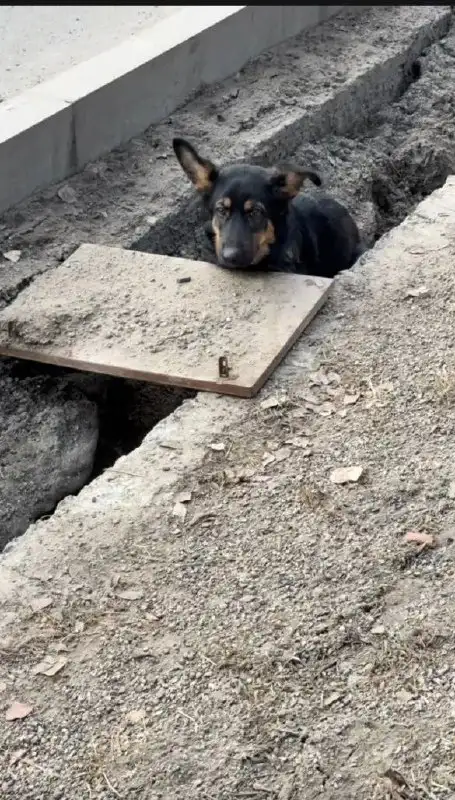 Потерявшаяся собака в Иркутске - Собаки (Животные) в Иркутск