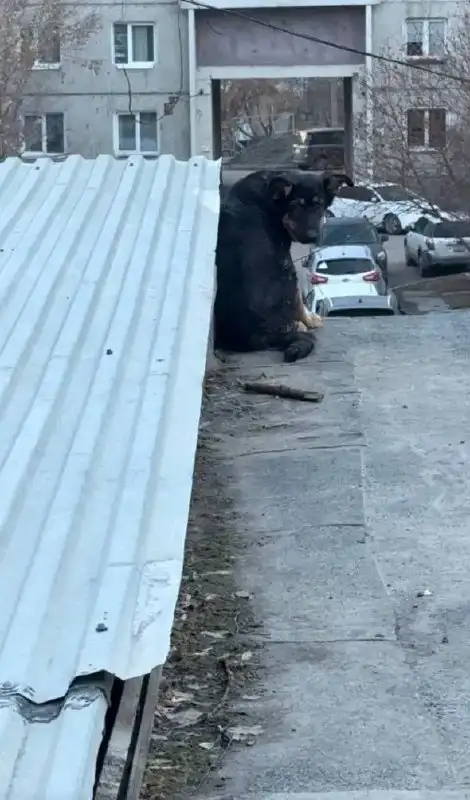 Потерявшаяся собака в Иркутске - Собаки (Животные) в Иркутск