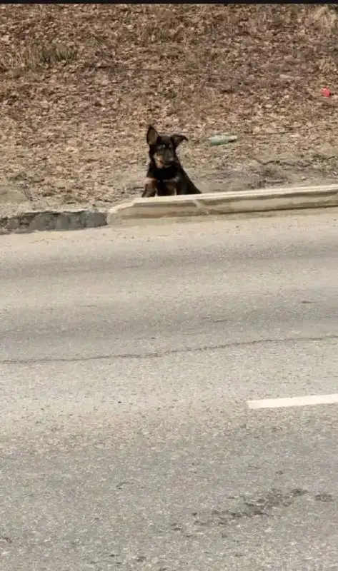 Потерявшаяся собака в Иркутске - Собаки (Животные) в Иркутск