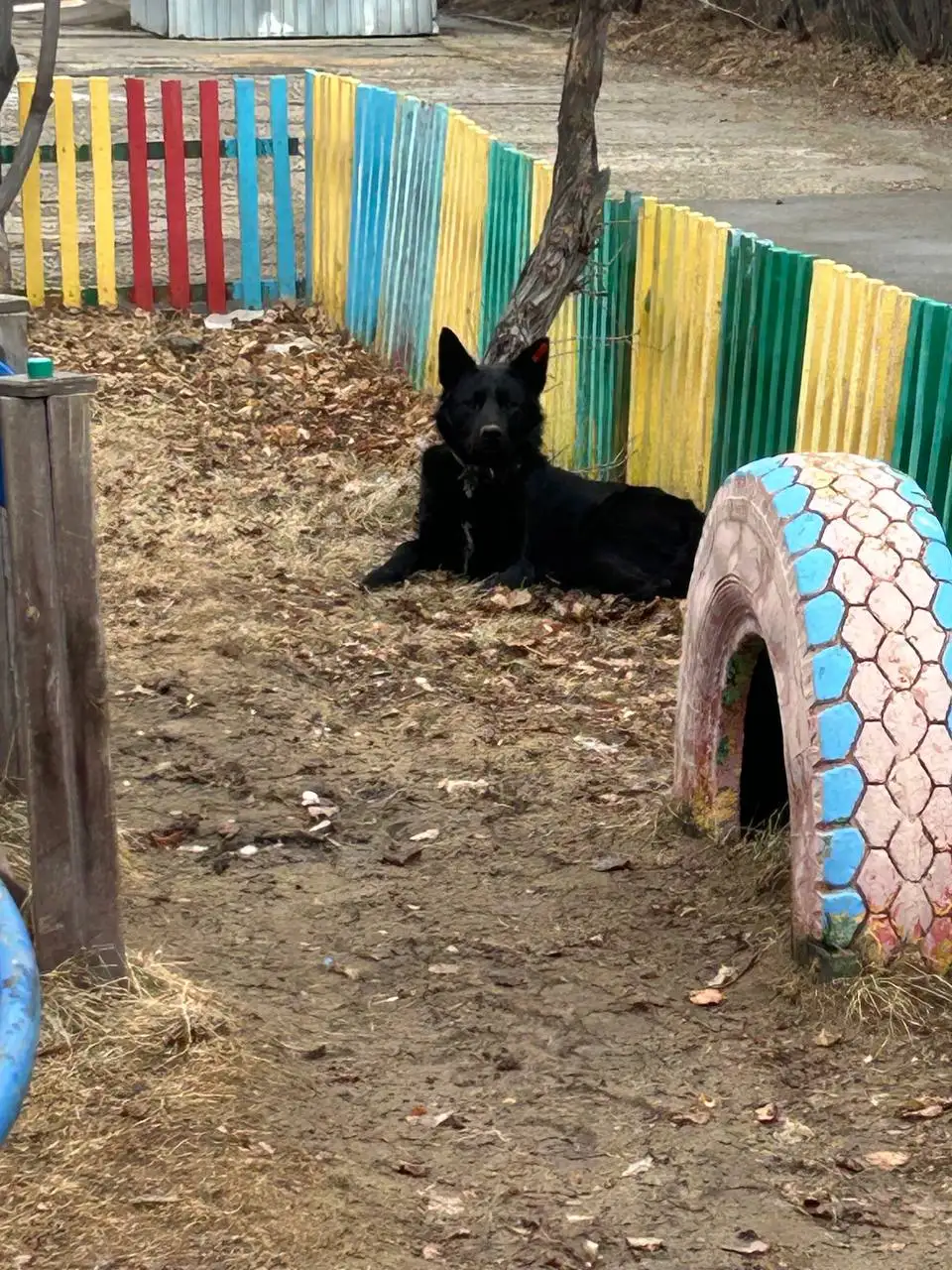 Потерянный пес в зеленом микрорайоне Иркутска - Животные в Иркутск