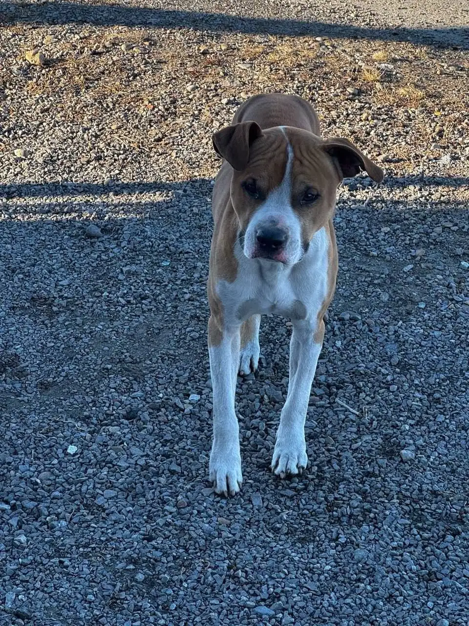 Потерянная собака в Иркутске - Животные в Иркутск