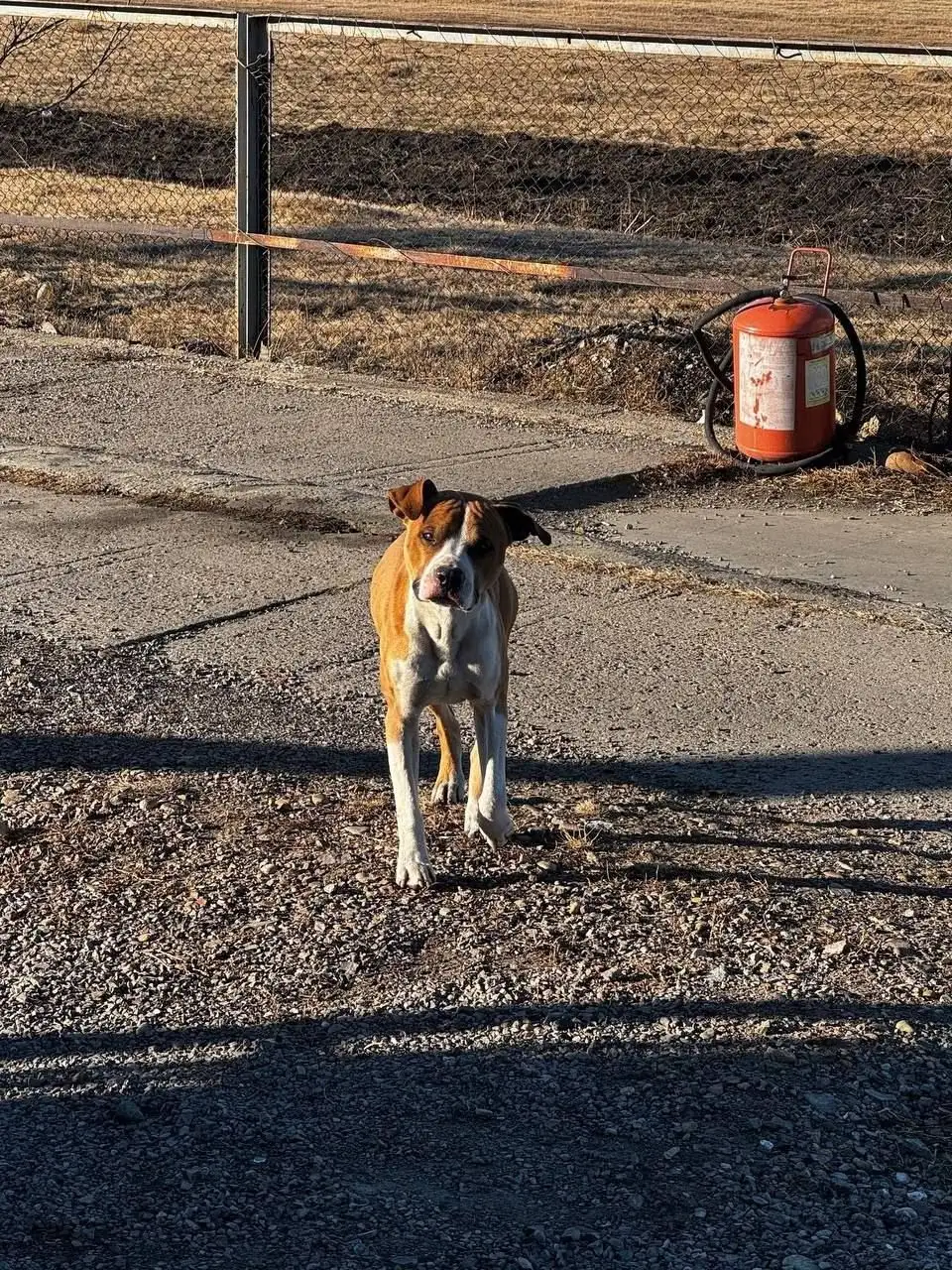 Потерянная собака в Иркутске - Животные в Иркутск