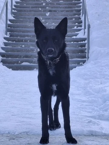 Потерявшийся домашний пес в Иркутске - Поиск/Передержка в Иркутск