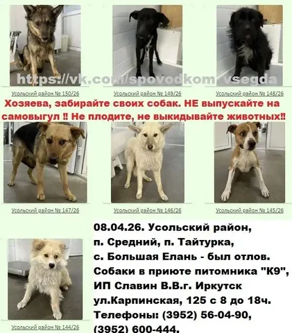 Отлов собак в Усольском районе - Поиск/Передержка в Иркутск