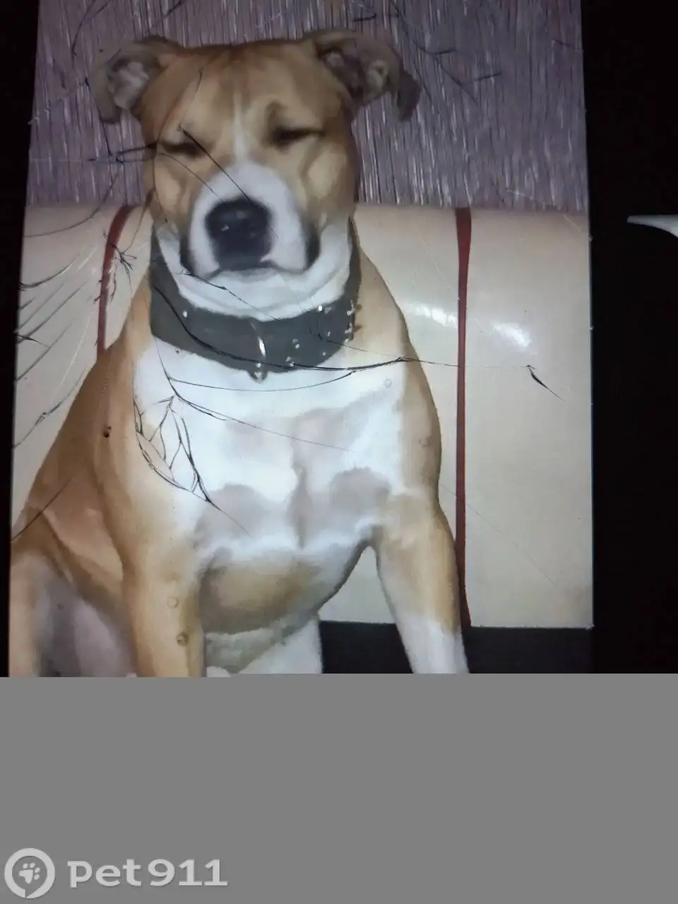 Пропала собака в Иркутске - Собаки (Животные) в Иркутск