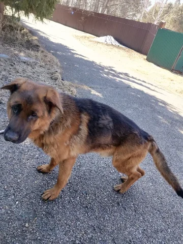 Найден кобель на турбазе в Ангарске - Найденные животные в Ангарск