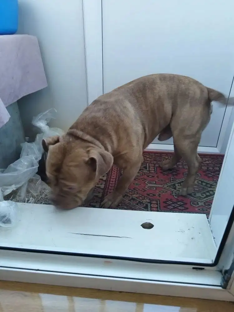 Рыжий питбуль потерялся в Юбилейном - Животные в Иркутск