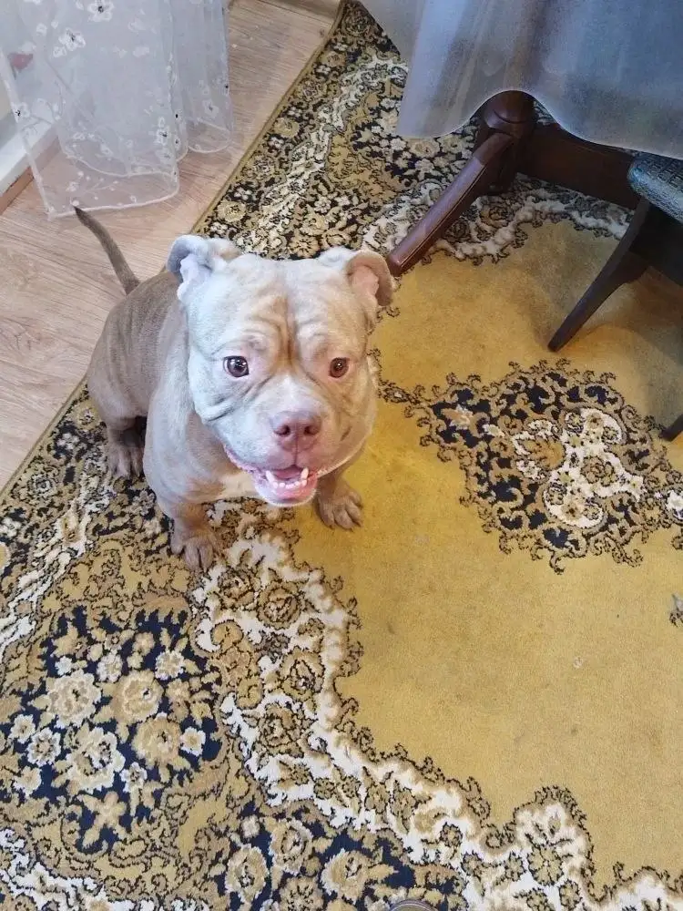 Рыжий питбуль потерялся в Юбилейном - Животные в Иркутск