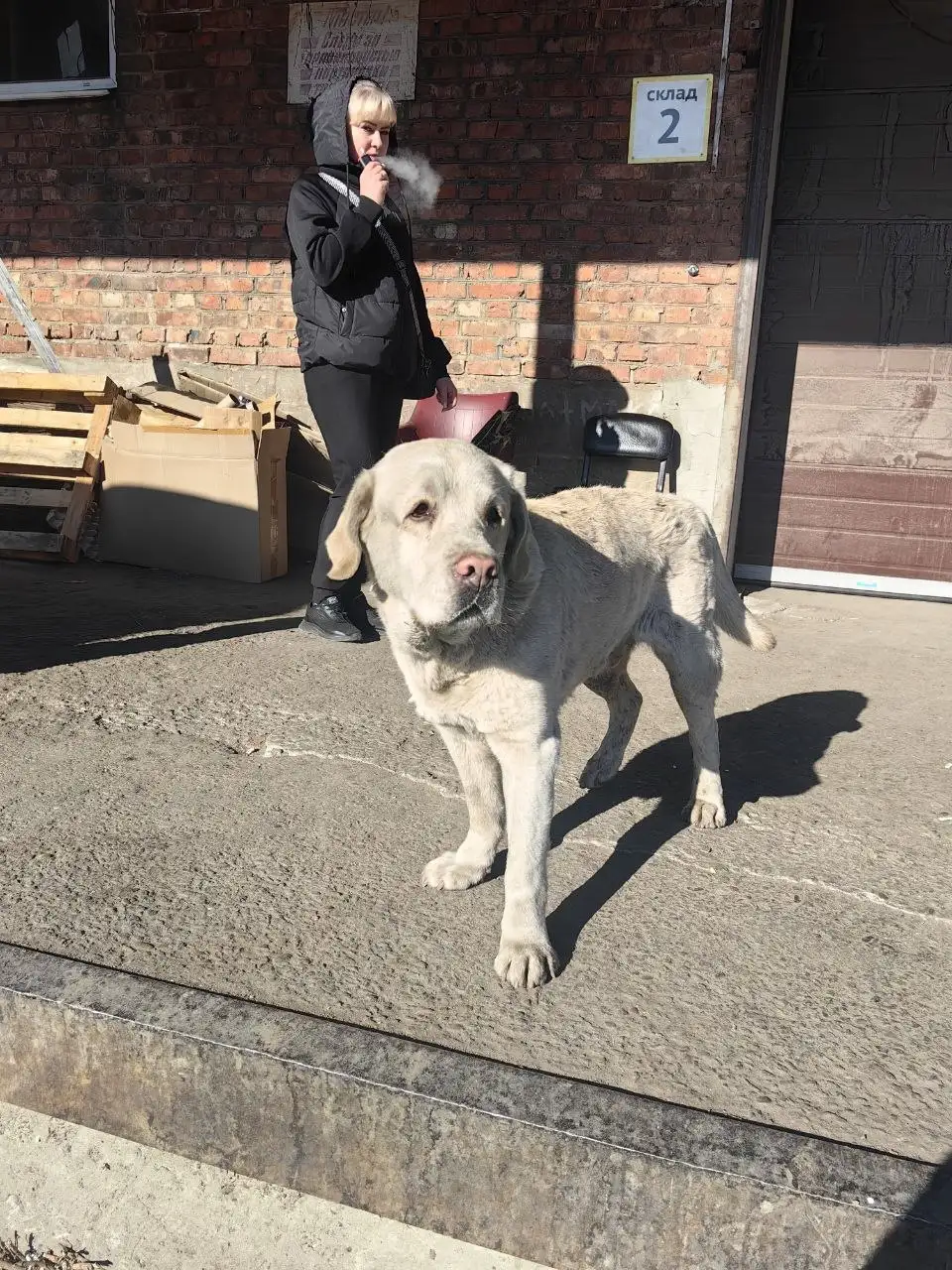 Потеряшка на базе Полярная 97/8 - Собаки (Животные) в Иркутск