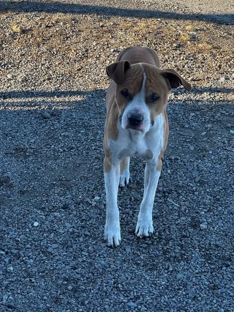 Найден пес на Омни п. Средний - Поиск/Передержка в Иркутск