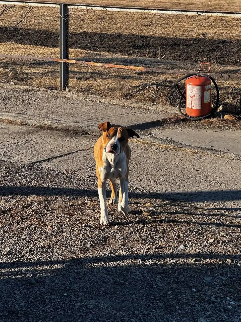 Найден пес на Омни п. Средний - Потерянные/найденные (Животные) в Иркутск