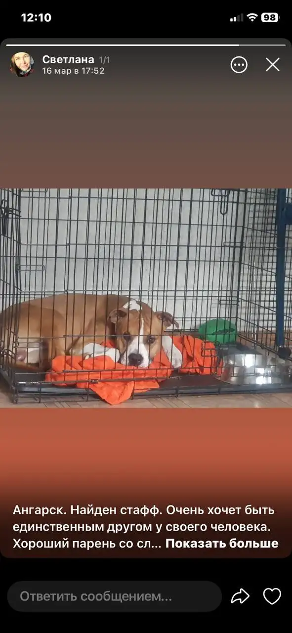 Потеряшка Иркутск Животные - Животные в Иркутск