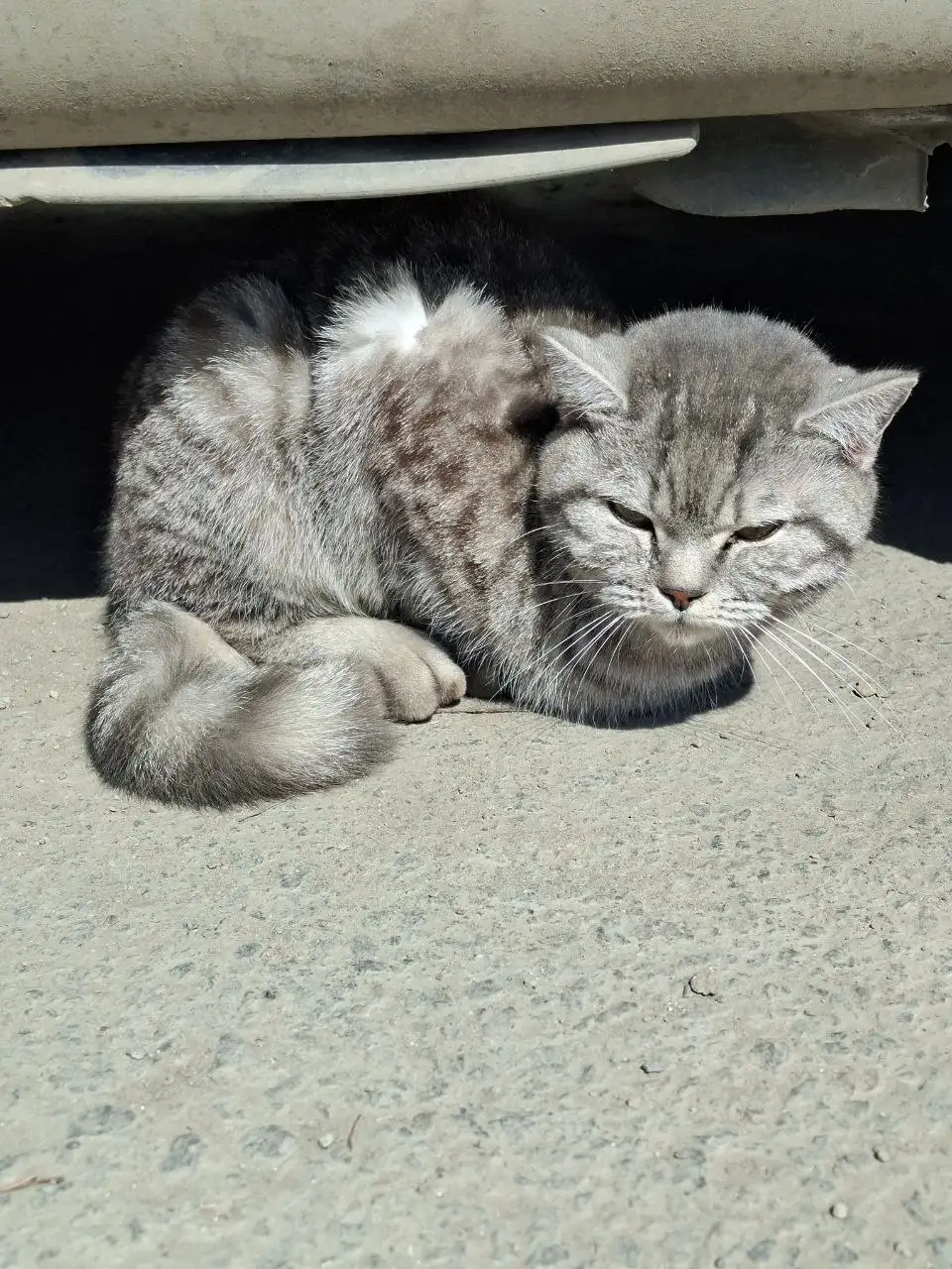 Найдена домашняя кошка в Ново-Ленино - Кошки (Животные) в Ново-Ленино