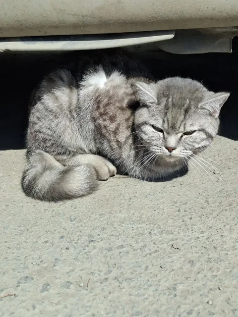 Найдена домашняя кошка в Ново-Ленино - Кошки в Ново-Ленино