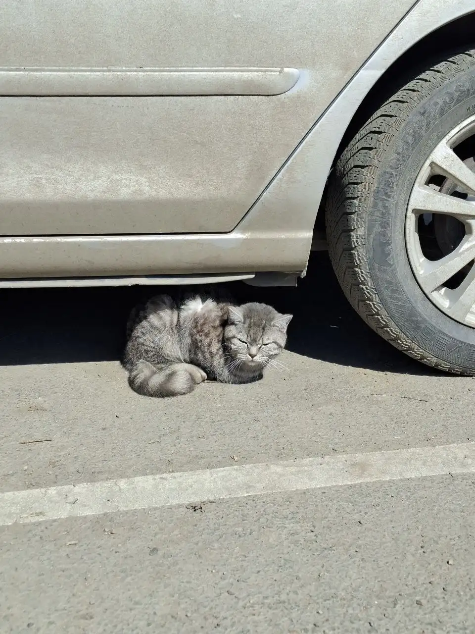 Найдена домашняя кошка в Ново-Ленино - Кошки (Животные) в Ново-Ленино