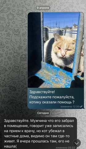 Ответ по котику - Поиск/Передержка в Иркутск