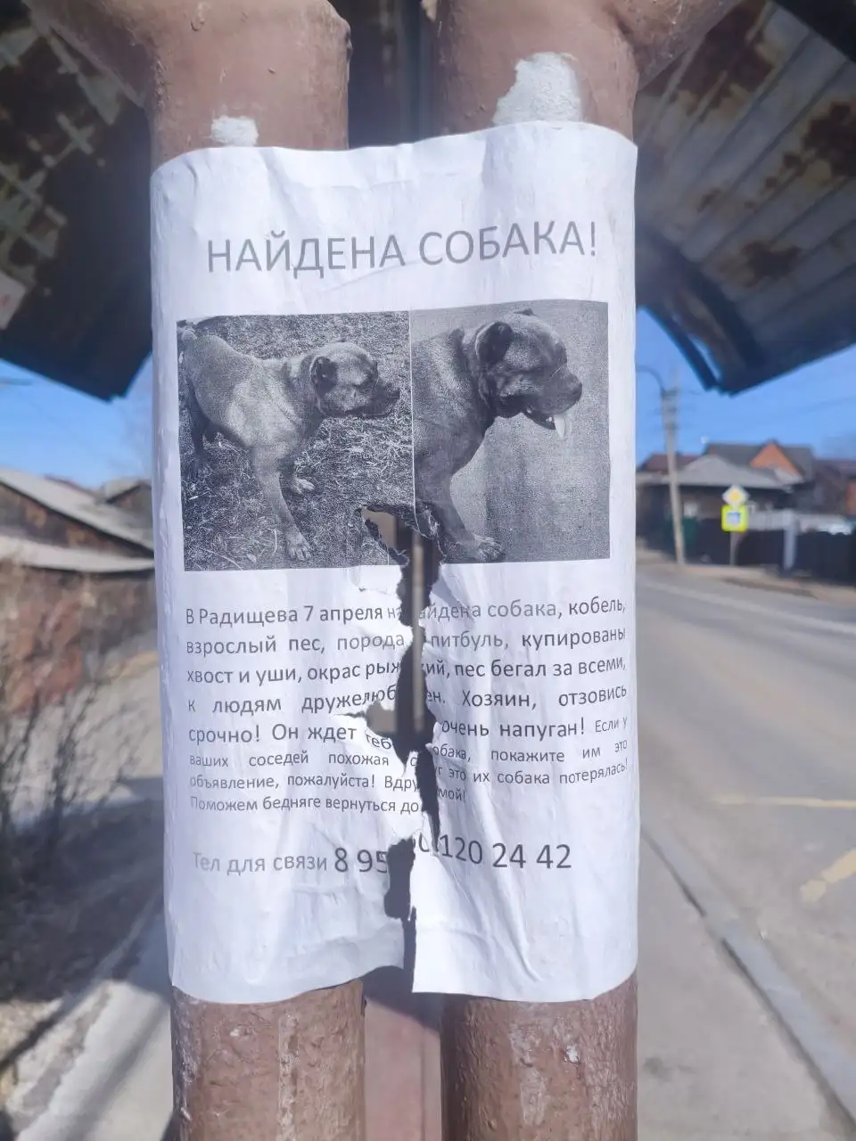 ПОТЕРЯШКА ИРКУТСК ЖИВОТНЫЕ - Животные в Иркутск