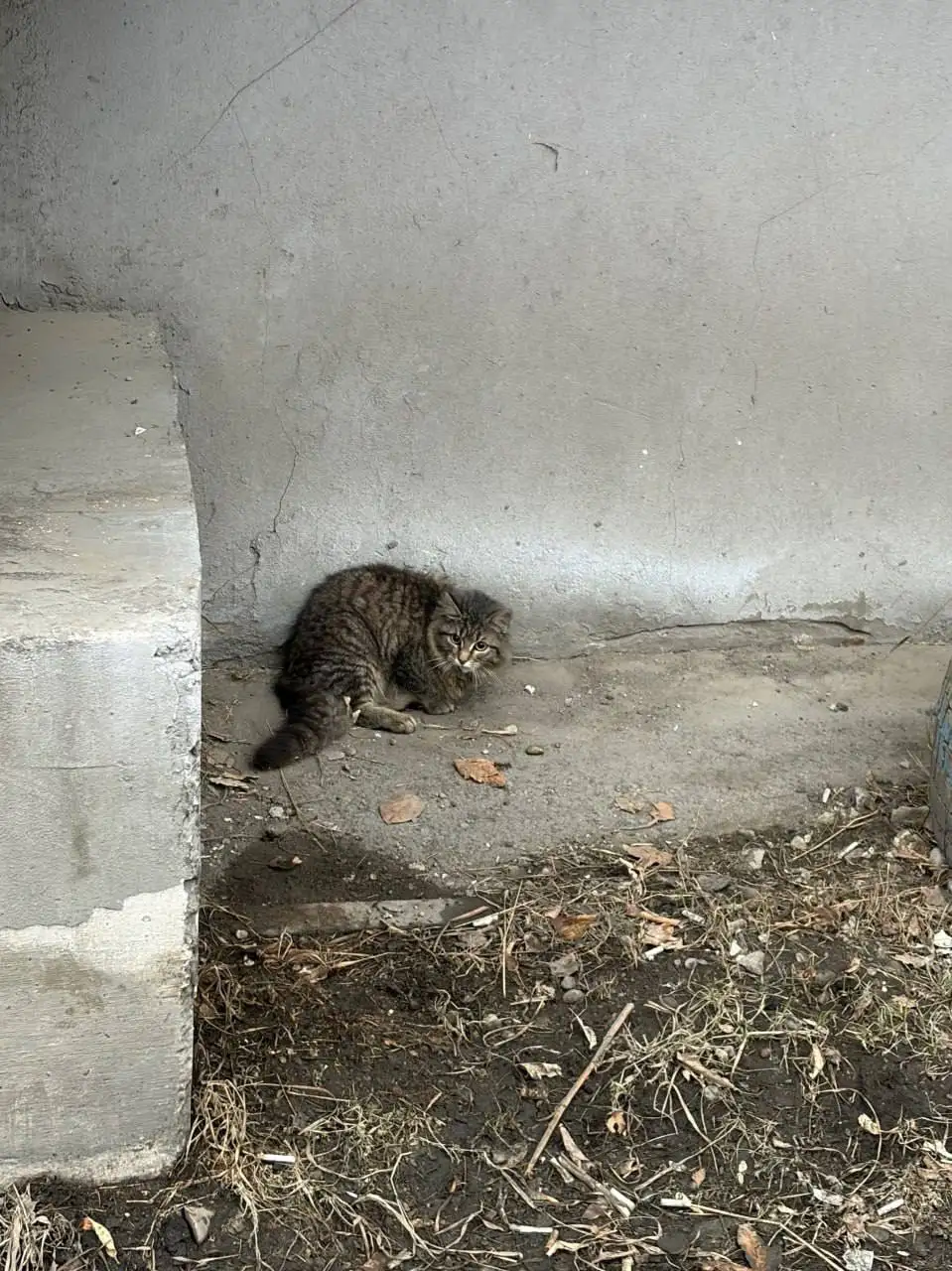 Срочно нужна передержка для кошки в Иркутске - Животные в Иркутск