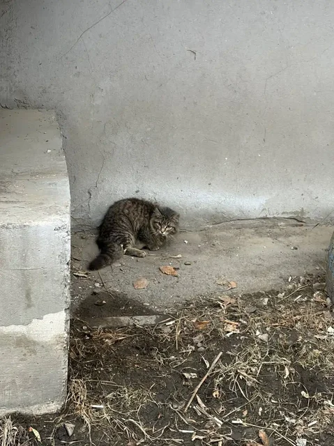 Срочно нужна передержка для кошки в Иркутске - Поиск/Передержка в Иркутск