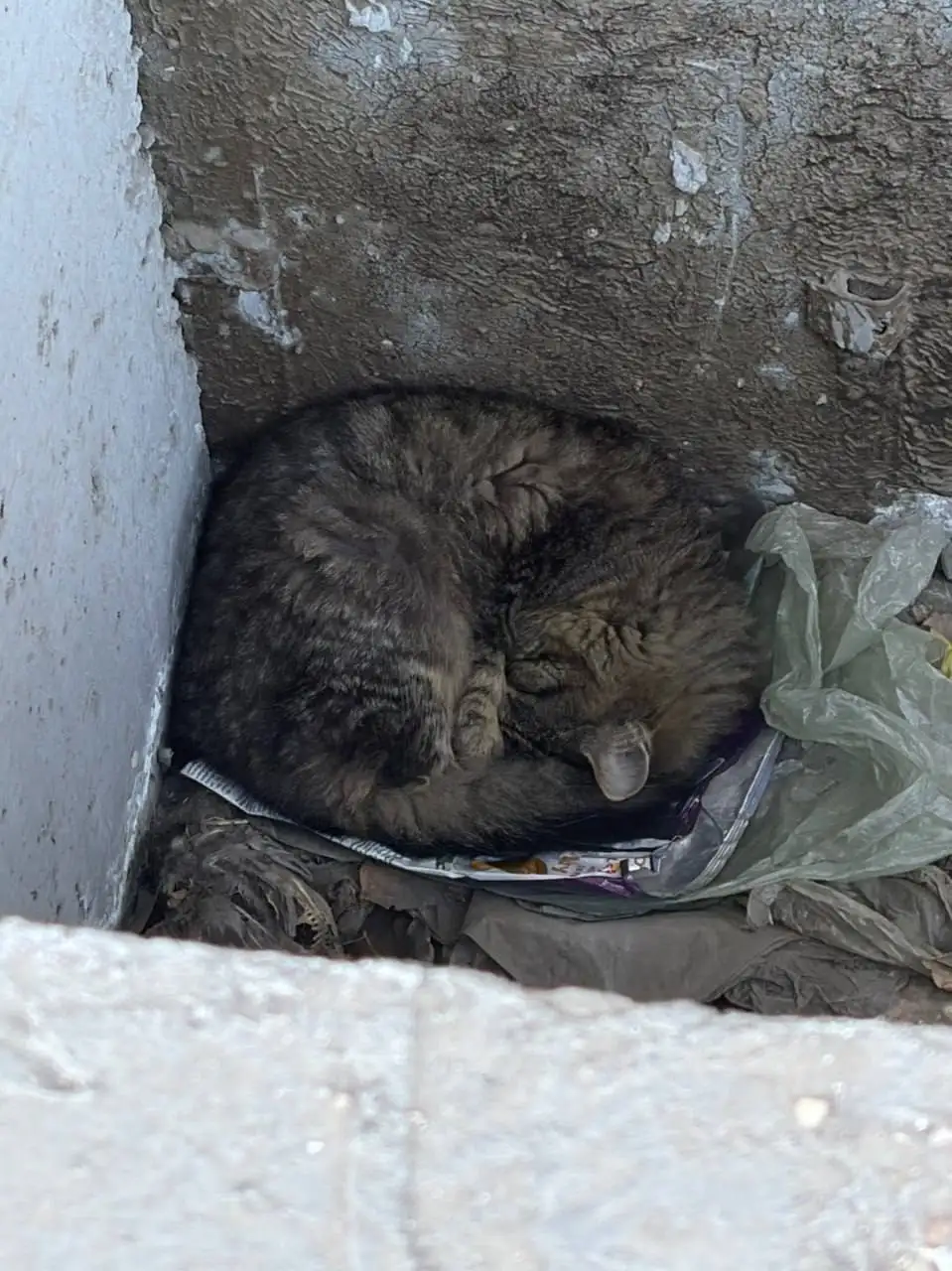 Срочно нужна передержка для кошки в Иркутске - Животные в Иркутск