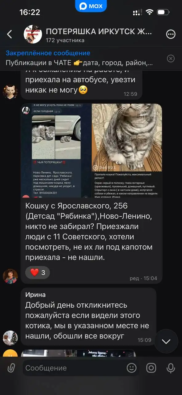 Потеряшка кошка в Иркутске - Потерянные животные (Животные) в Иркутск