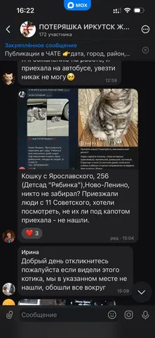 Потеряшка кошка в Иркутске - Поиск/Передержка в Иркутск