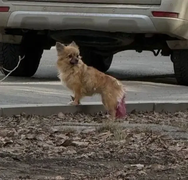 Поиск пропавшего животного в Иркутске - Поиск/Передержка в Иркутск