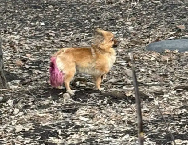 Поиск пропавшего животного в Иркутске - Поиск/Передержка (Животные) в Иркутск