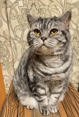 Потеряшка Иркутск Животные - Поиск/Передержка в Иркутск