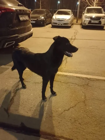 Потерянная собака в Иркутске - Животные в Иркутск