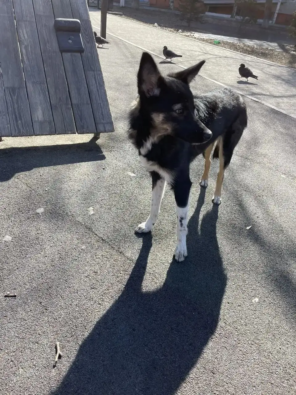 Щенок подросток найден на улице в Ново Ленино, Иркутск - Собаки (Животные) в Иркутск