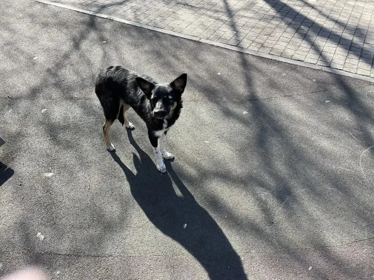 Щенок подросток найден на улице в Ново Ленино, Иркутск - Собаки (Животные) в Иркутск