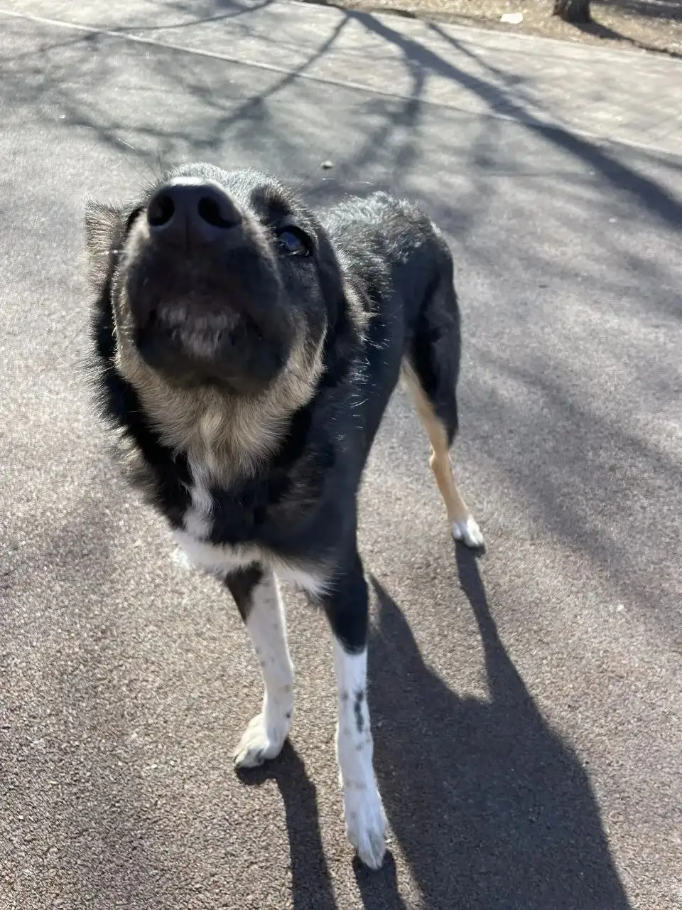 Щенок подросток найден на улице в Ново Ленино, Иркутск - Собаки (Животные) в Иркутск