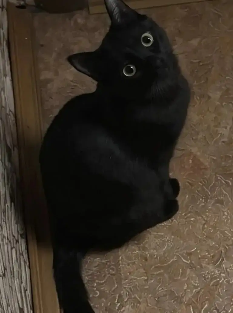 Потерялся кот Черныш в Ангарске - Животные в Ангарск