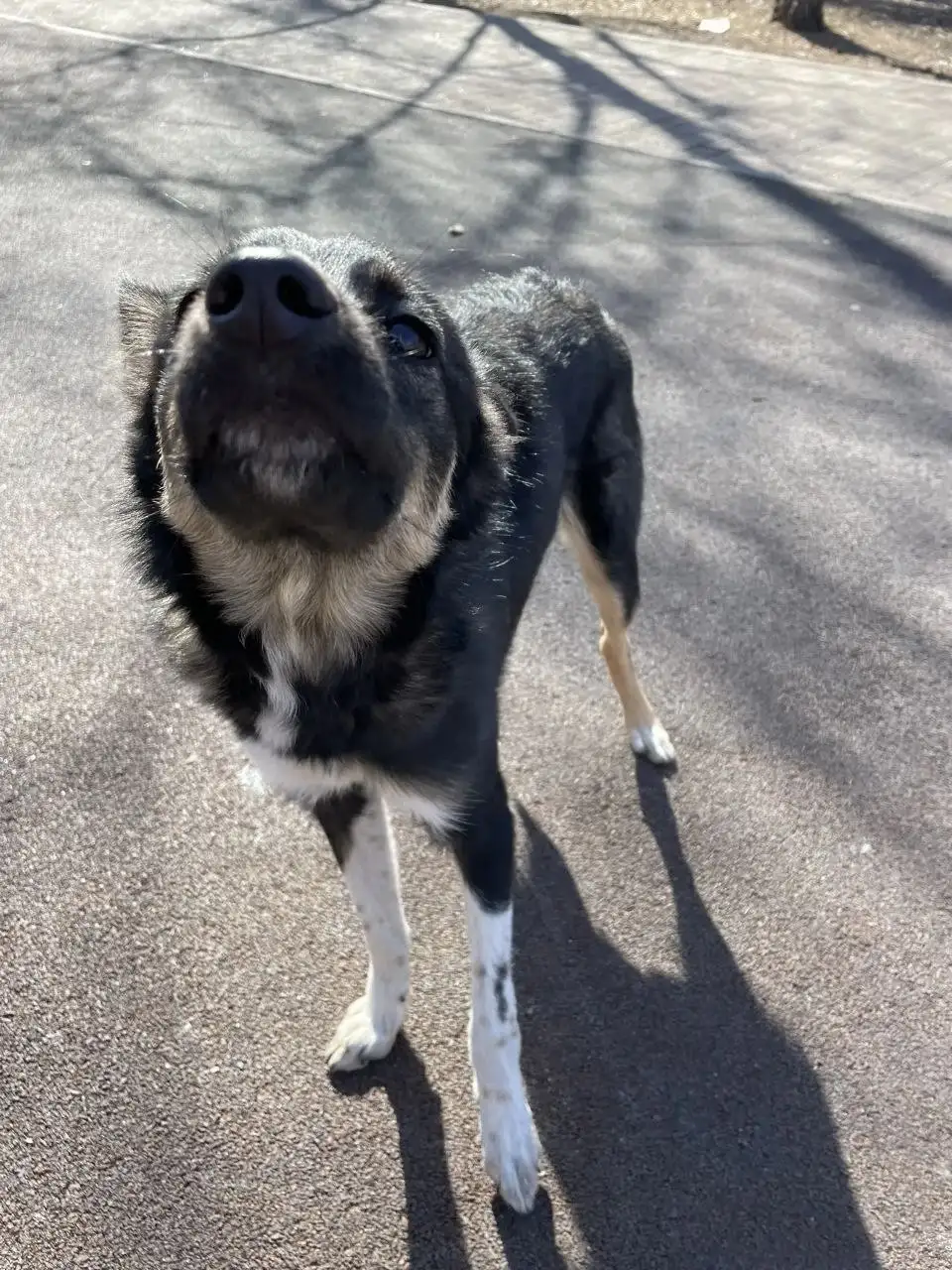 Щенок найден в Ново Ленино - Собаки (Животные) в Ново Ленино