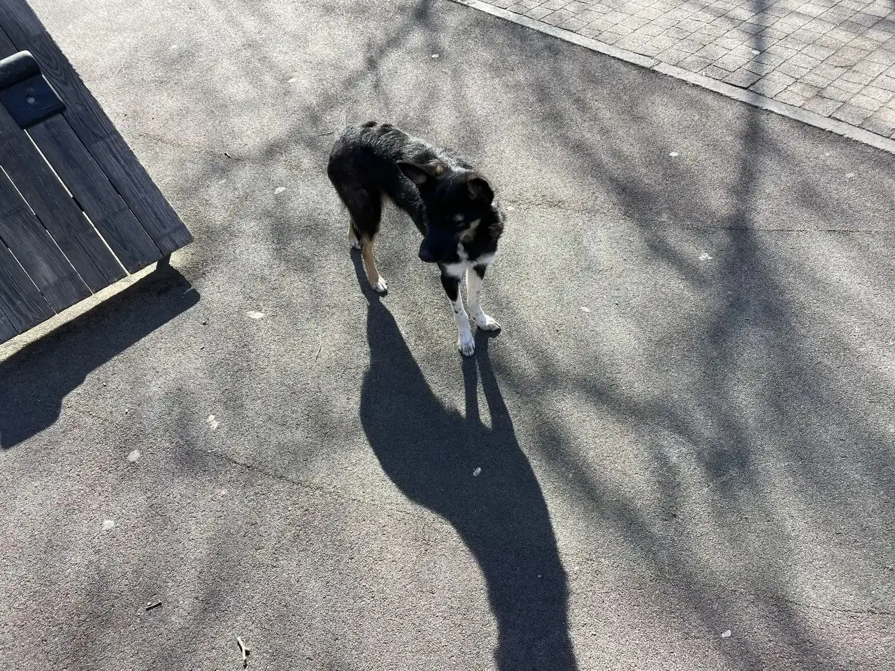 Щенок найден в Ново Ленино - Собаки (Животные) в Ново Ленино