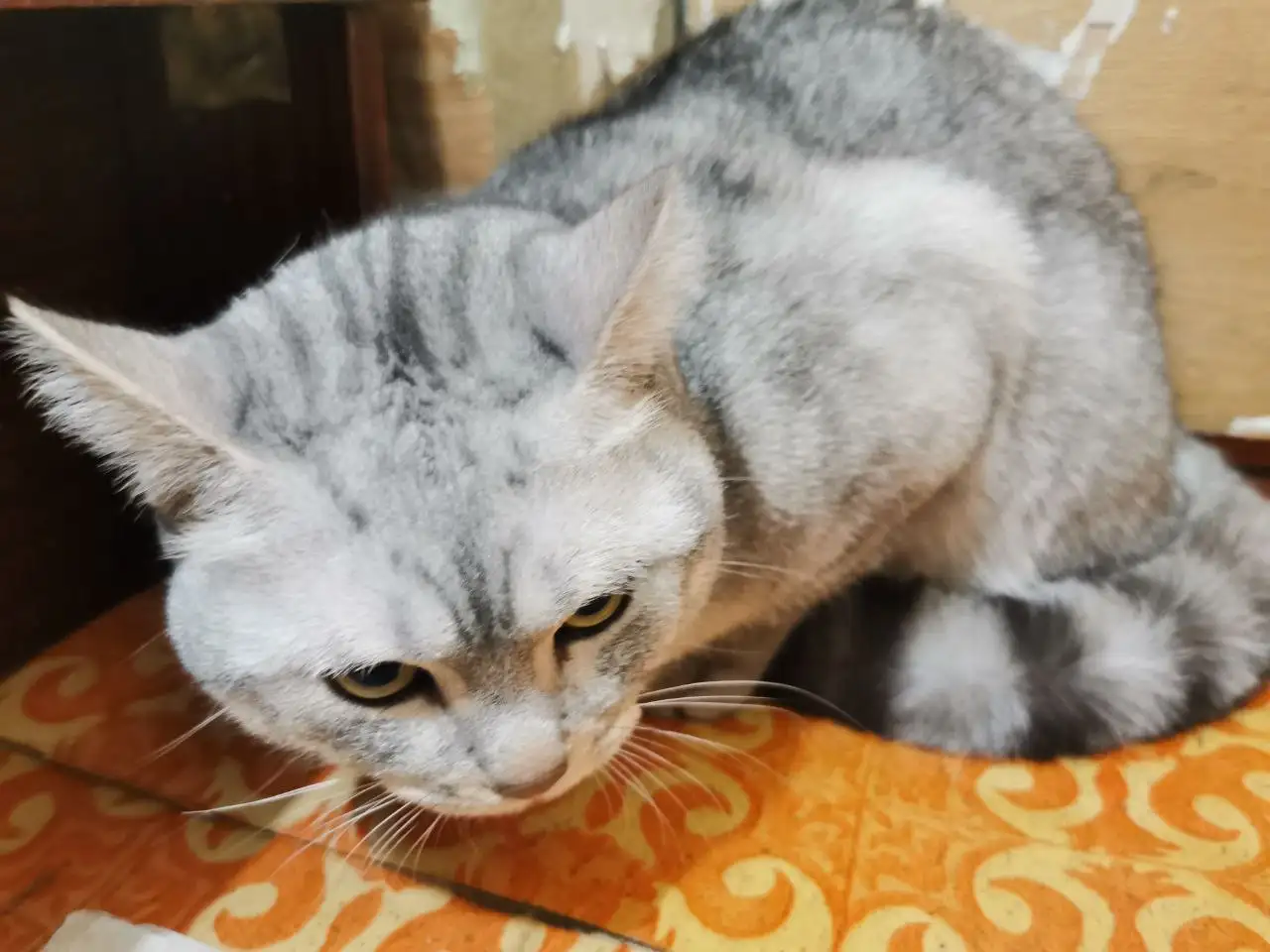 Найдена кошка породы британец в Иркутске - Кошки (Животные) в Иркутск