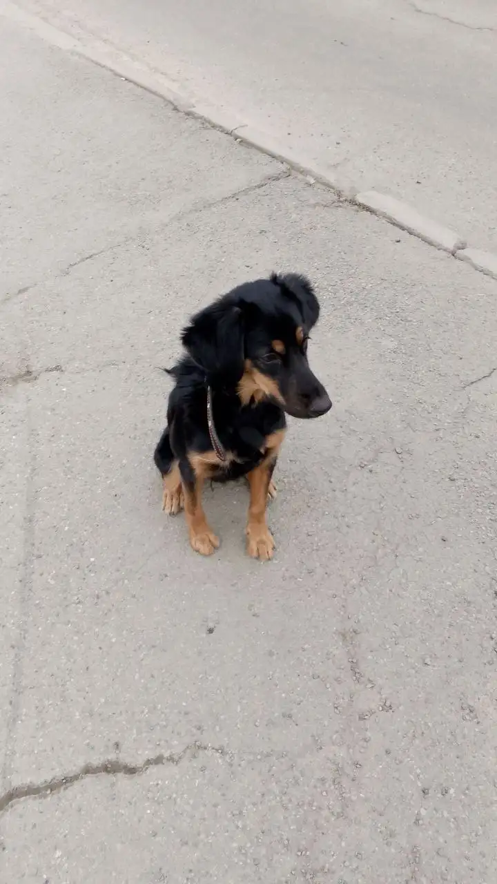 Найдена собака в Ново-Ленино - Животные в Ново-Ленино